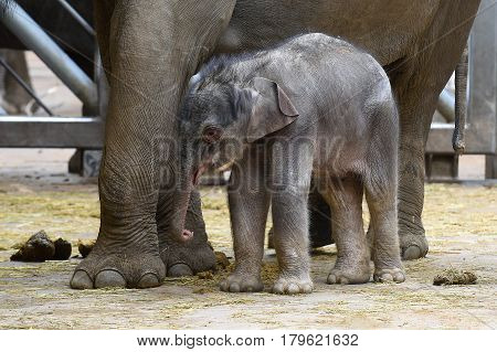 Small Asian elephant baby with its mother