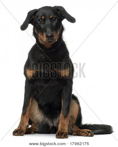 Beauceron, 7 maaneder gammel sidder foran hvid baggrund