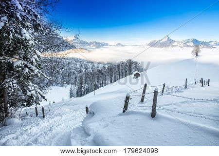 Trees Covered By Fresh Snow In Alps. Stunning Winter Landscape.