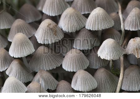 Mushrooms (Coprinus disseminatus) on a stump in a green moss