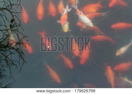 Red carp fish in black water background. Top view. Horizontal.