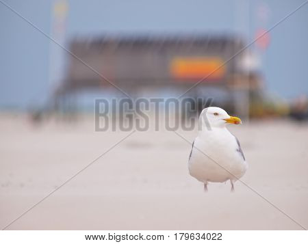 Larus Argentatus, Herring Gull On A Wind Blown Beach