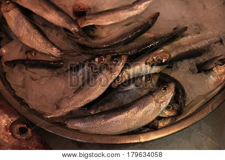 Fresh sardines or pilchards on crushed ice in a fish shop