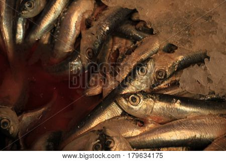 Fresh sardines or pilchards on crushed ice in a fish shop