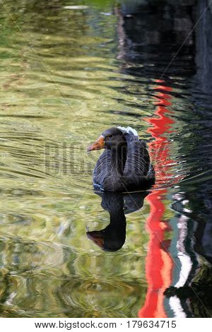 Duck swimming in the green lake, Maksimir, Zagreb, Croatia