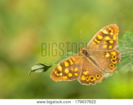 Butterfly Warming Its Wings In The Sun