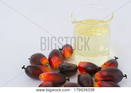 Fesh palm oil seed on white background