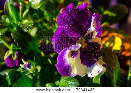Dewy first spring pansy in the sunshine