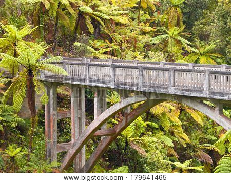 Lonely Jungle Bridge