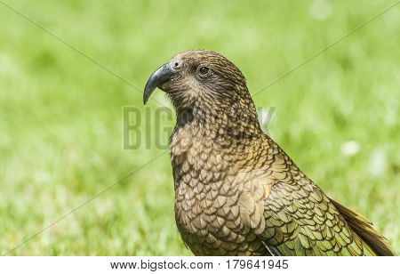 Nestor Notabilis, Kea is an endemic mountain parrot in Arthur's Pass - Southern Alps, New Zealand. It is a very smart, omnivorous bird 