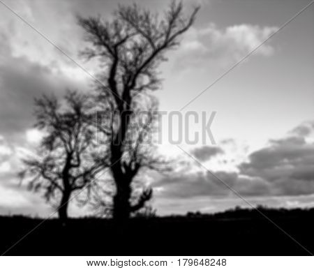 Black and White Trees in blurred for background