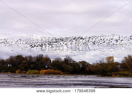 A flock of birds flying over the river