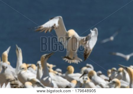 Northern Gannets flying in blurred for background
