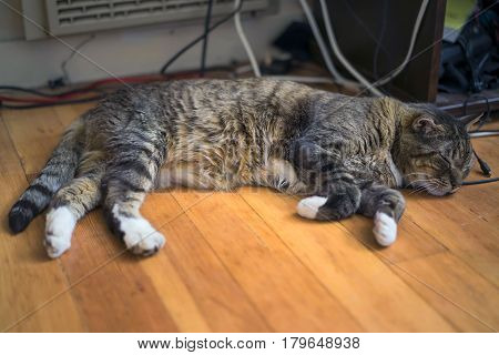 The cat sleeps at home on the laminate
