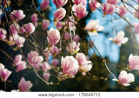 blooming magnolia tree with pink flowers during spring time in Europe