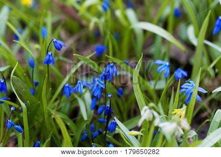 Wild alpine squill flowers (Scilla bifolia) in a meadow.