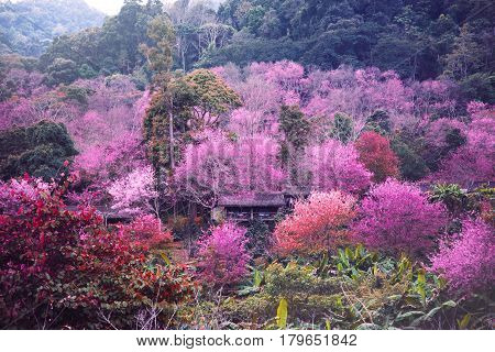background nature natural mountain views. The flowers cerasoides. khunchangkain chiangmai thailand.