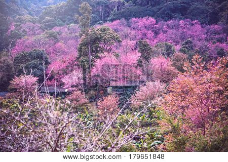 background nature natural mountain views. The flowers cerasoides. khunchangkain chiangmai thailand.