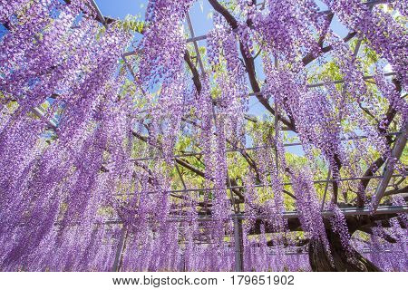 Beautiful wisteria bloomimg in end of spring season