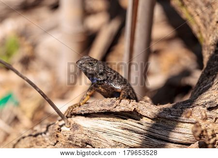 Western Fence Lizard Called Sceloporus Occidentalis