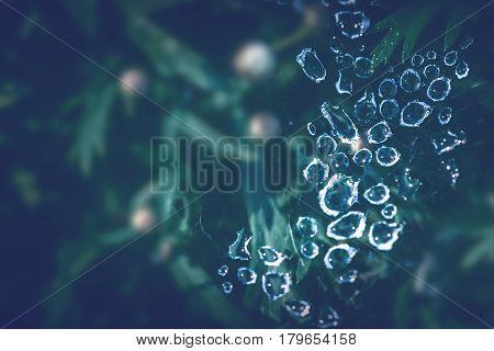 Natural background Cobweb dew Blurred Background. On the spider web