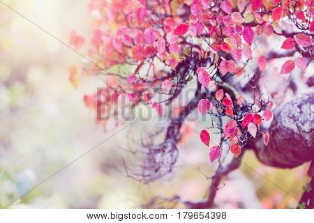 background nature. Natural background Bonsai maple trees.