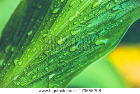 Natural background water droplets on leaves. Curcuma zanthorrhiza