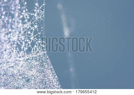 Natural background Cobweb dew Blurred Background. Dew on spider web