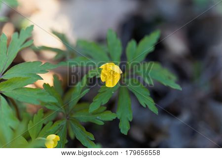 Flowers of a yellow anemone (Anemone ranunculoides)