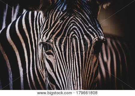 Head of Grévy's zebra (Equus grevyi). Wildlife animal.