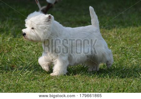 Profile of a west highland white terrier dog.