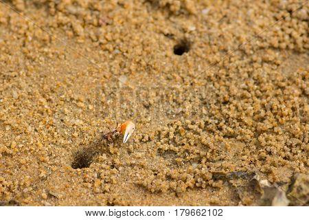 Small fiddler crab appearing cautiously out if its beach hole home.