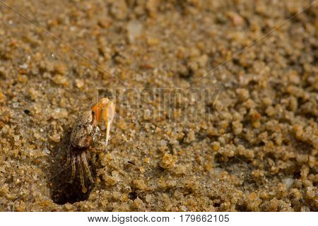 Small fiddler crab appearing cautiously out if its beach hole home.