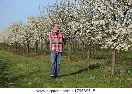 Agronomist or farmer examine blooming plum trees in orchard and writing