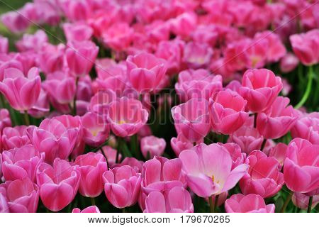 Tulips in Gulhane Park Sultan Ahmet Istanbul Turkey.
