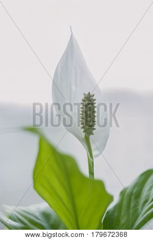 picture of a blossoming white flower at home