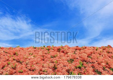 Flower frame red ixora with blue sky background