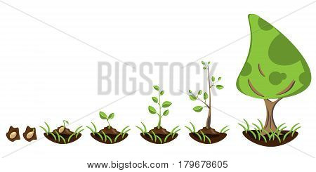 Seedling gardening plant. Seeds sprout in ground.