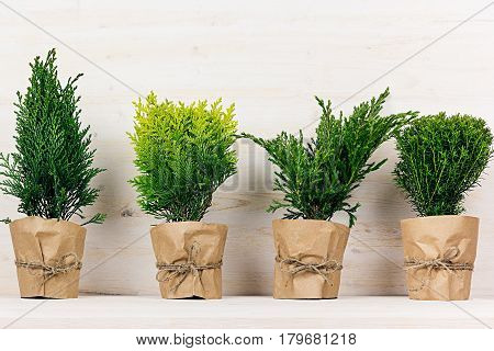 Home decoration of different young green conifer plants in pots with copy space on beige wood table.