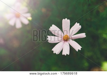 Mexican Aster pink flower or Garden Cosmos, closeup at green background. Its Latin name is Cosmos Bipinnatus Radiance, native to Mexico. Popular annual plant cosmea.