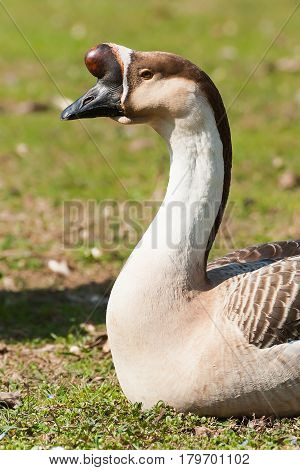 Swan Goose. Anser Cignoides. Chinese Goose.