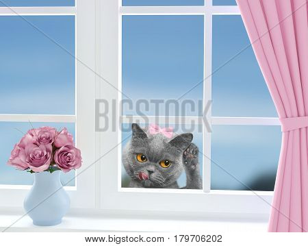 Cat with bow-knot looking through the window