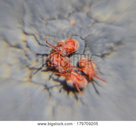 Close Up Macro Red Velvet Mite Or Trombidiidae