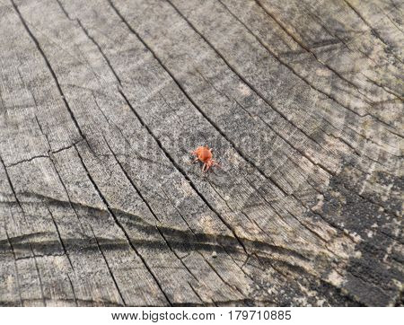 Red Velvet Tick On The Stump. Close Up Macro Red Velvet Mite Or