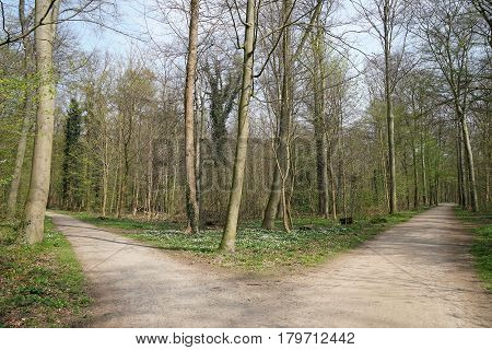 fork in a tree-lined forest path. decision or choice concept.