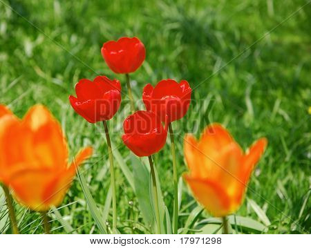 rode tulpen