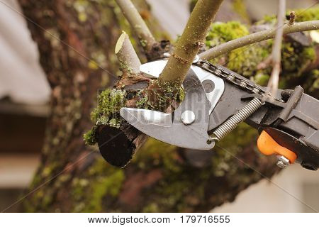 gardener pruning old fruit tree with pruning shears