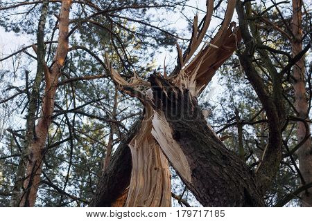 Photo Of Boken By The Wind Tree In The Forest