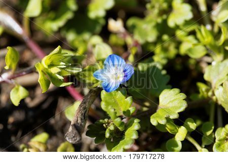 Flower of a winter speedwell (Veronica persica)