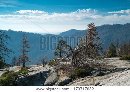 Landscape of Sequoia National park in spring with old dry tree on foreground